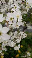 Cherry tree in bloom. white flowers close-up with focus on one branch