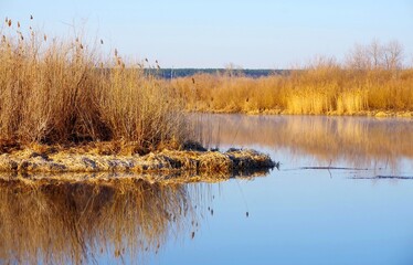 autumn in the forest