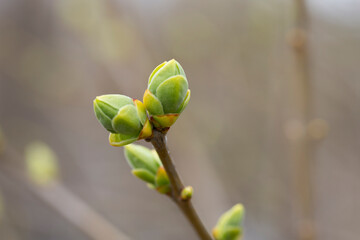 tree branch, the first leave in spring. buds in the trees bloom on a blurry background, selective focus