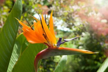 Fototapeta na wymiar Strelitzia Reginae flower closeup. Yellow Tropical Heliconia, bird of paradise flower. Crane flower.