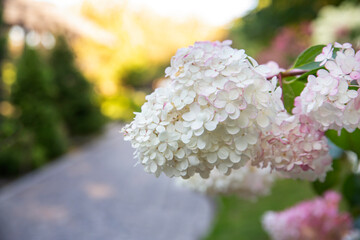 Fragment of the park with blooming hydrangea. Landscaping, perennial flowering plants.