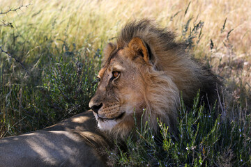 Male Lion in the Kgalagadi