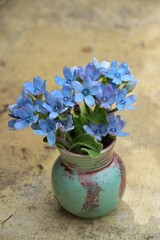 Oxypetalum coeruleum is a species of flowering plant, native to South America from southern Brazil to Uruguay.
Rare exotic plants,Bouquet of flowers in a small, self-painted ceramic vase.
