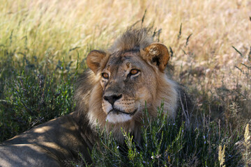 Male Lion in the Kgalagadi