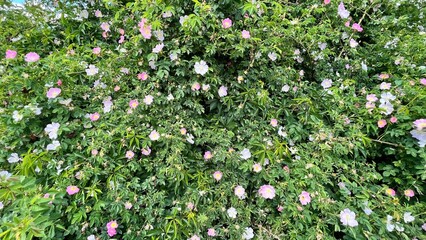 flowers in the garden