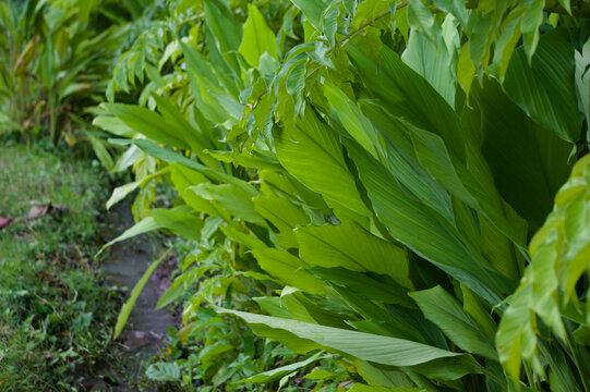 Kaempferia galanga, commonly known as kencur, aromatic ginger, sand ginger, cutcherry, is a monocotyledonous plant in the ginger family, and one of four plants called galangal