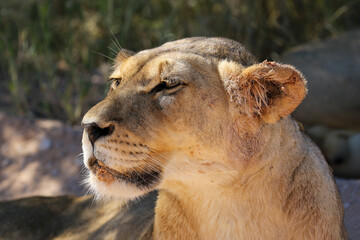 Fototapeta na wymiar Lioness in the Kgalagadi, South Africa
