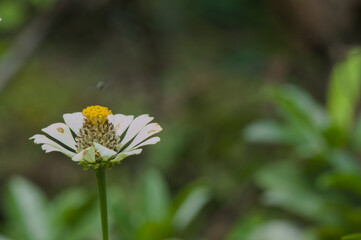 Common zinnia, one of the flowers that is easy to grow in tropical climates. Naturally colorful flowers