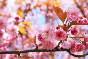 Branch of beautiful blossoming sakura tree outdoors, closeup. Space for text