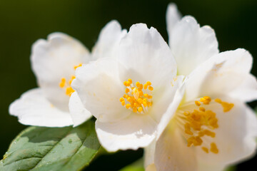 Fototapeta na wymiar blooming white jasmine. Aromatherapy and oils