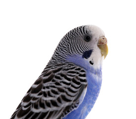 Beautiful parrot isolated on white. Exotic pet