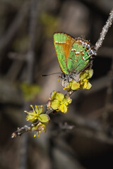 Juniper Hairstreak, Callophrys gryneus