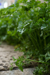 Fresh green parsley growing outdoors on spring day, closeup. Space for text