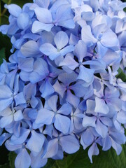Blue and purple flower petals in a summer garden