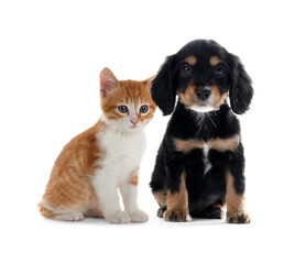Fototapeta premium Cute cat and dog on white background. Animal friendship