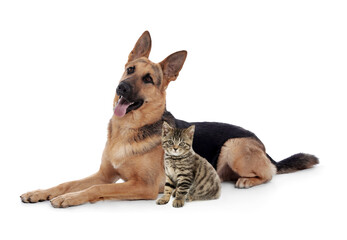 Cute cat and dog on white background. Animal friendship