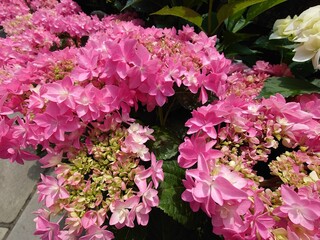 pink flowers