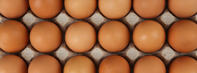 Carton of chicken eggs as background, top view. Banner design