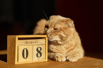 World Cat Day, 8 August on wooden calendar with ginger cat sitting on the table at home.