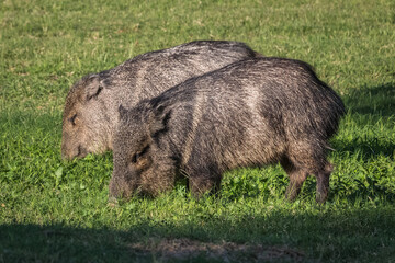 Javelina, Pecari tajacu