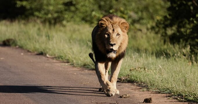 Realtime of male lion walking down a road in South Africa, Big Cats, Kruger