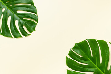 Naklejka na ściany i meble Tropical monstera leaves frame top view, summer background, banner size, copy space