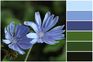 Color palette and beautiful blooming chicory flowers growing outdoors, closeup. Collage