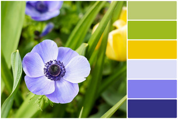 Color palette and beautiful blue anemone flower growing outdoors. Collage