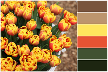 Color palette and beautiful tulip flowers, closeup. Collage