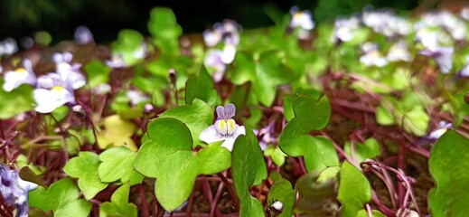 Azores forest landscape in good weather, summer