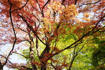 Japanese Garden and Autumn Foliage at Jogi Nyorai Saihoji Temple in Miyagi, Japan - 日本...