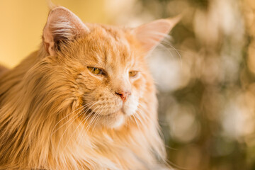 A purebred Maine Coon cat of a red golden color with a lush fluffy mane, and big ears with tassels, portrait close-up
