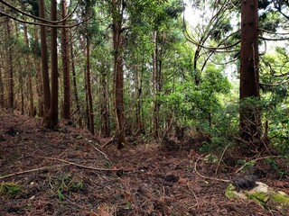Azores forest landscape in good weather, summer