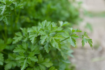 Fresh green parsley growing outdoors on spring day, closeup