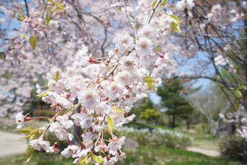 日本 福島県 天鏡台 昭和の森公園 桜の花
