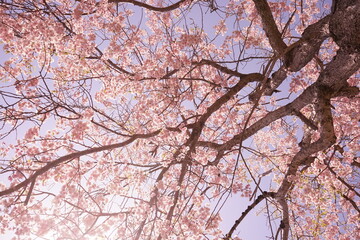 日本 福島県 天鏡台 昭和の森公園 桜の花
