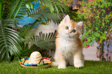a kitten on a background of palm trees , with a straw hat , the concept of a summer holiday