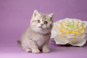 cute, funny little kitten with a flower on a purple background