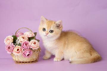 Naklejka na ściany i meble cute, funny little kitten with a flower on a purple background
