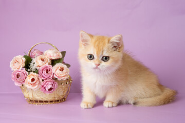 Fototapeta na wymiar cute, funny little kitten with a flower on a purple background
