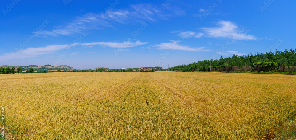 Poster Golden wheat wheat is ripe in summer