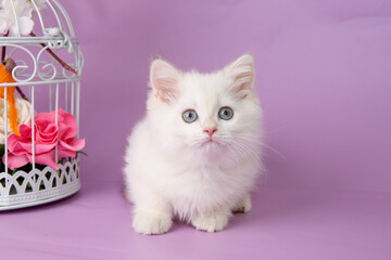 Fototapeta na wymiar cute, funny little kitten with a flower on a purple background