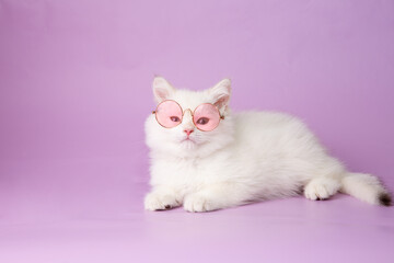 cute, funny little kitten in sunglasses with flowers on a purple background