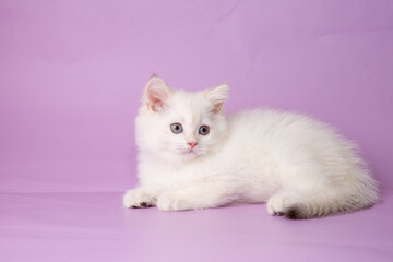 cute, funny little kitten on a purple background