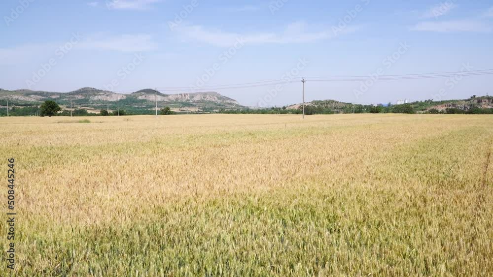 Poster golden wheat wheat is ripe in summer