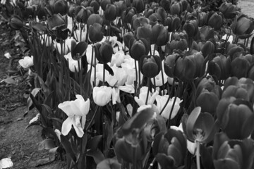 Fototapeta premium High-Contrast Black and White View of Dark Tulips with Several Bright White Flowers in a Dense Bed