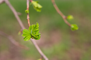 tree branch, the first leave in spring. buds in the trees bloom on a blurry background, selective focus