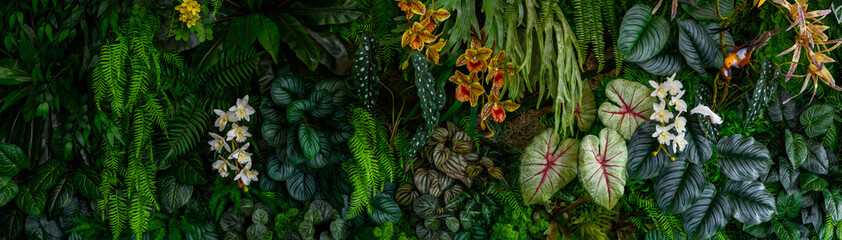 Group background of dark green tropical leaves ( monstera, palm, coconut leaf, fern, palm leaf,bananaleaf) Panorama background. concept of natu - obrazy, fototapety, plakaty