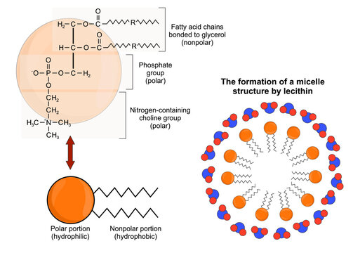 The structure of lecithin and the formation of micelle structure