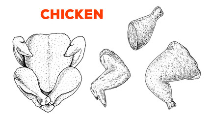 Chicken meat. Hand drawn sketch illustration. Chicken carcass, wings and legs. Vector illustration. Engraved design. Restaurant menu design template.